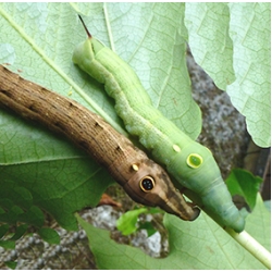 Silver-striped Hawkmoth Hippotion celerio 10 larvae 